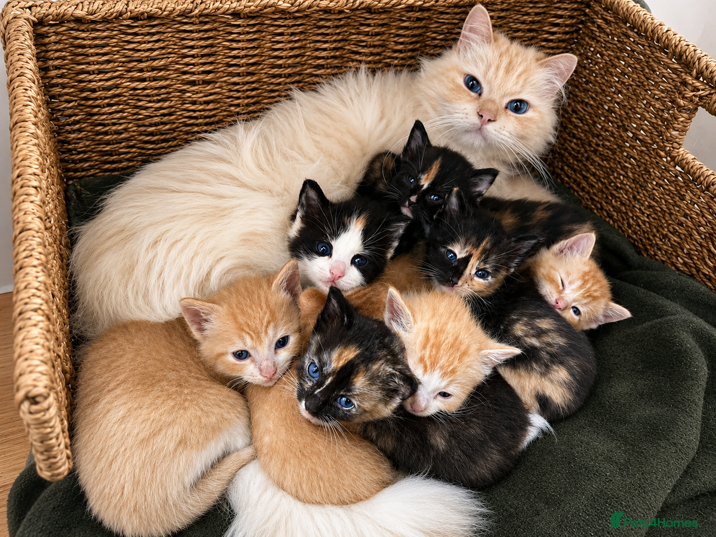 Ragdoll cats for sale: Beautiful Ragdoll cross kittens - Advert 1