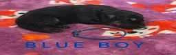 German Shepherd dogs for sale: Fully Health Tested, KC registered GSD puppies due - Advert 4