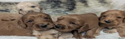 Cockapoo dogs for sale: Quality, DNA Health Clear F1 Cockapoo puppies - Advert 9