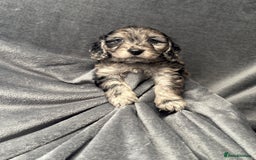 Cockapoo dogs for sale: STUNNING F1 Show Cockapoo Puppies  - Image 3