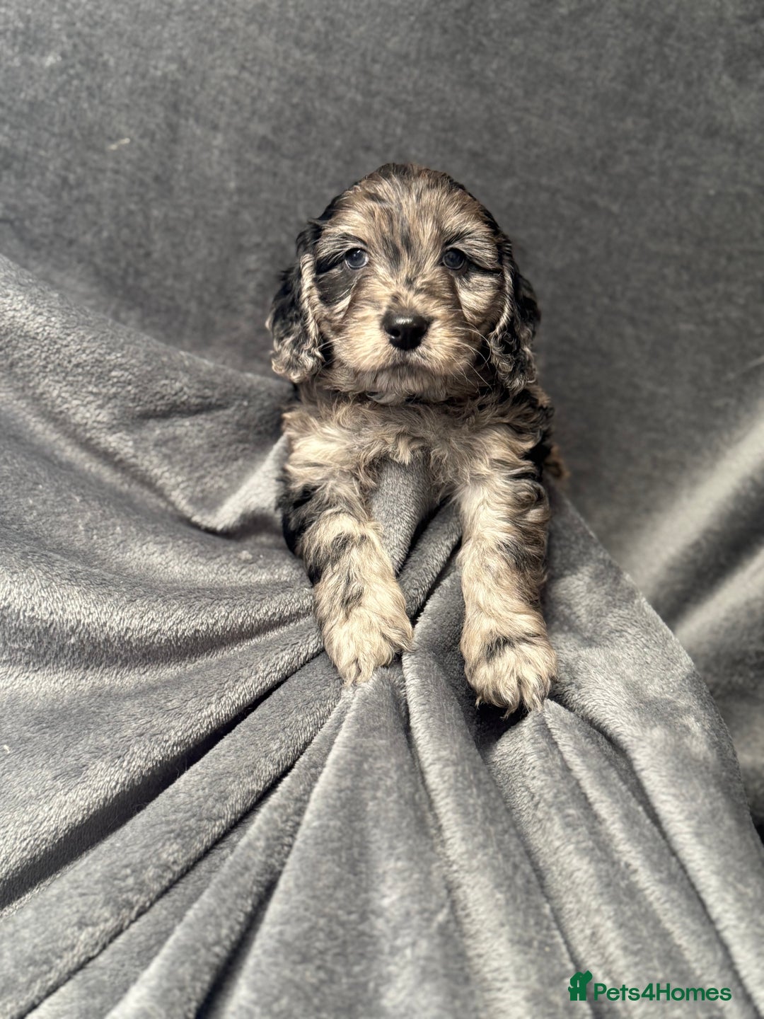 Cockapoo dogs for sale: STUNNING F1 Show Cockapoo Puppies  - Image 3