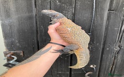 Lizard reptiles for sale: Baby Moroccan Uromastyx  - Image 5