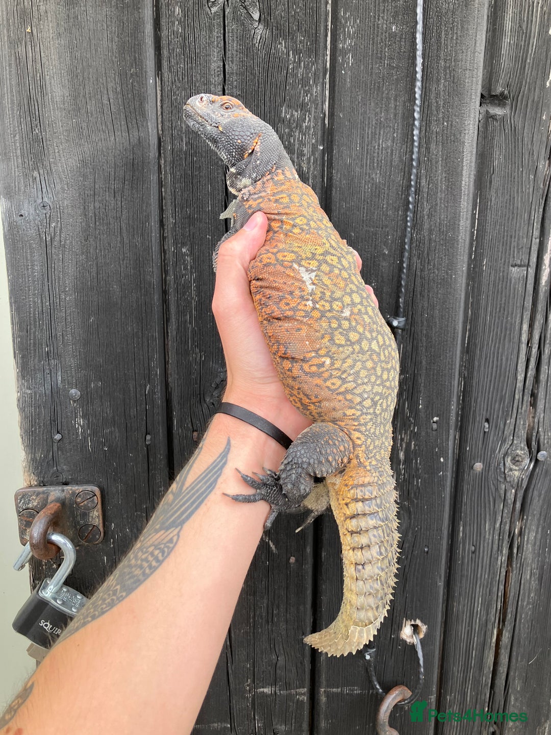 Lizard reptiles for sale: Baby Moroccan Uromastyx  - Image 5