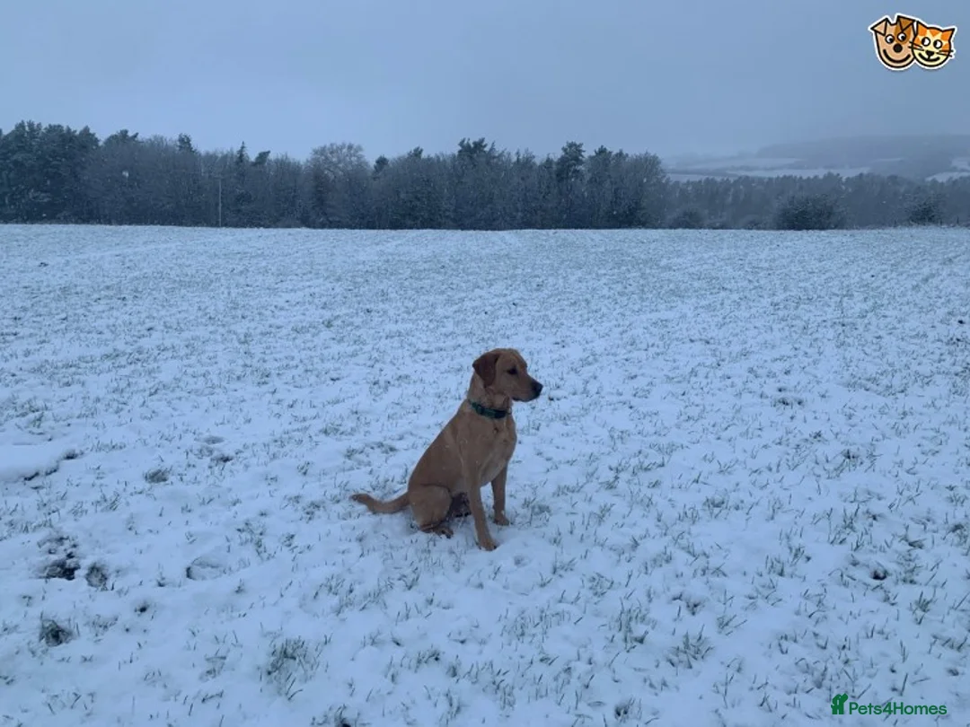Labrador Retriever dogs for stud: Fully health Tested Labrador, Carrying Fox Red in Tewkesbury - Advert 5