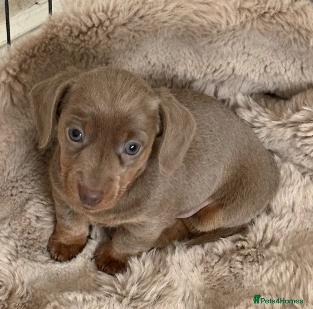 Miniature Dachshund dogs for sale: KC reg miniature dachshunds for sale  - Advert 2