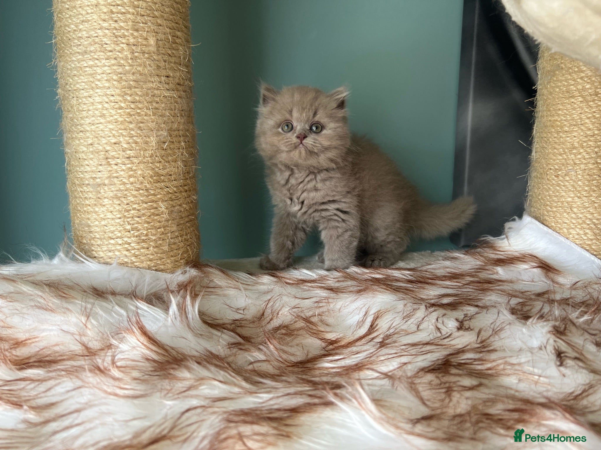 British Longhair cats GCCF REGISTERED BRITISH LONGHAIR BOY - Advert 2