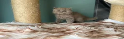 British Longhair cats for sale: GCCF REGISTERED BRITISH LONGHAIR BOY - Advert 1