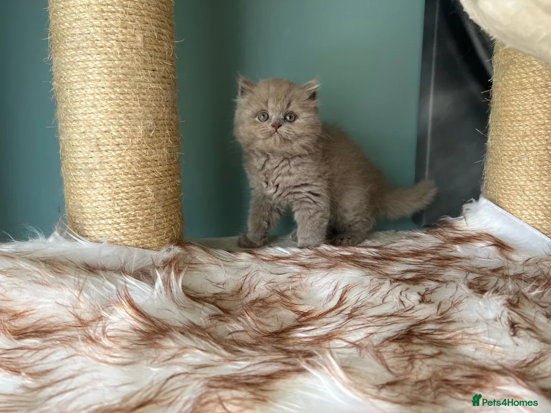 British Longhair cats for sale: GCCF REGISTERED BRITISH LONGHAIR BOY - Advert 1