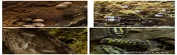 Isopods invertebrates for sale: Isopods and millipedes for sale - Advert 2