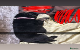 German Shepherd dogs for sale: 10 Germans Shepherd Puppys - Image 8