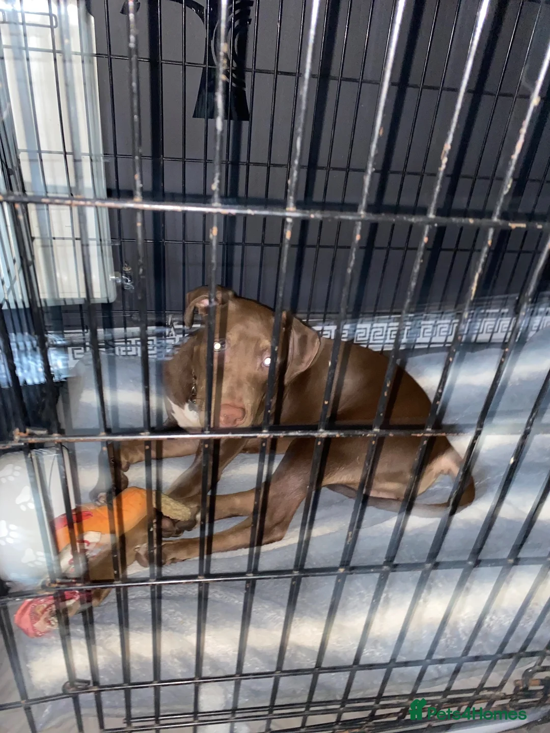 Mixed Breed dogs for sale: 9 month old Doberman cross  - Advert 1