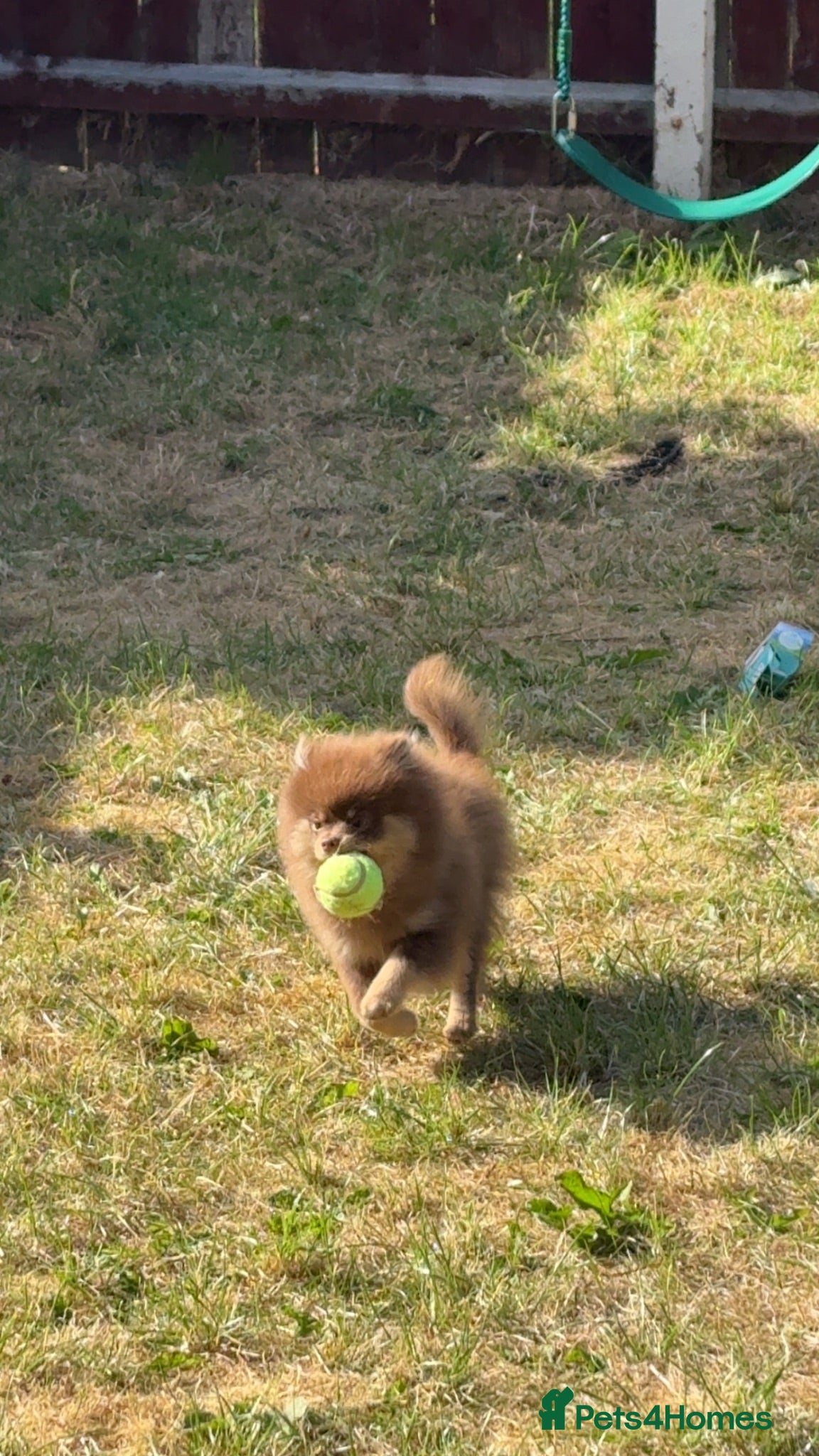 Pomeranian dogs Pomeranian  - Advert 1