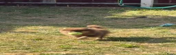 Pomeranian dogs for sale: Pomeranian  - Advert 1