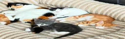 Mixed Breed cats for sale: Beutifull kittens for sale - Advert 8