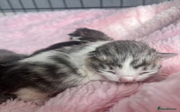 Siberian cats for sale: Four fluffy hyperallergenic kittens - Image 9