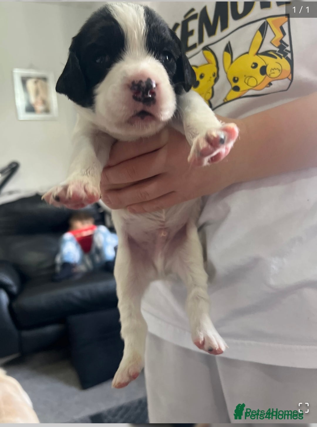 English Springer Spaniel dogs for sale: STUNNING liver and white KC ESS male  - Advert 26