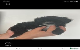 Maltipoo dogs for sale: Toy f1b maltipoos dna clear. - Image 9