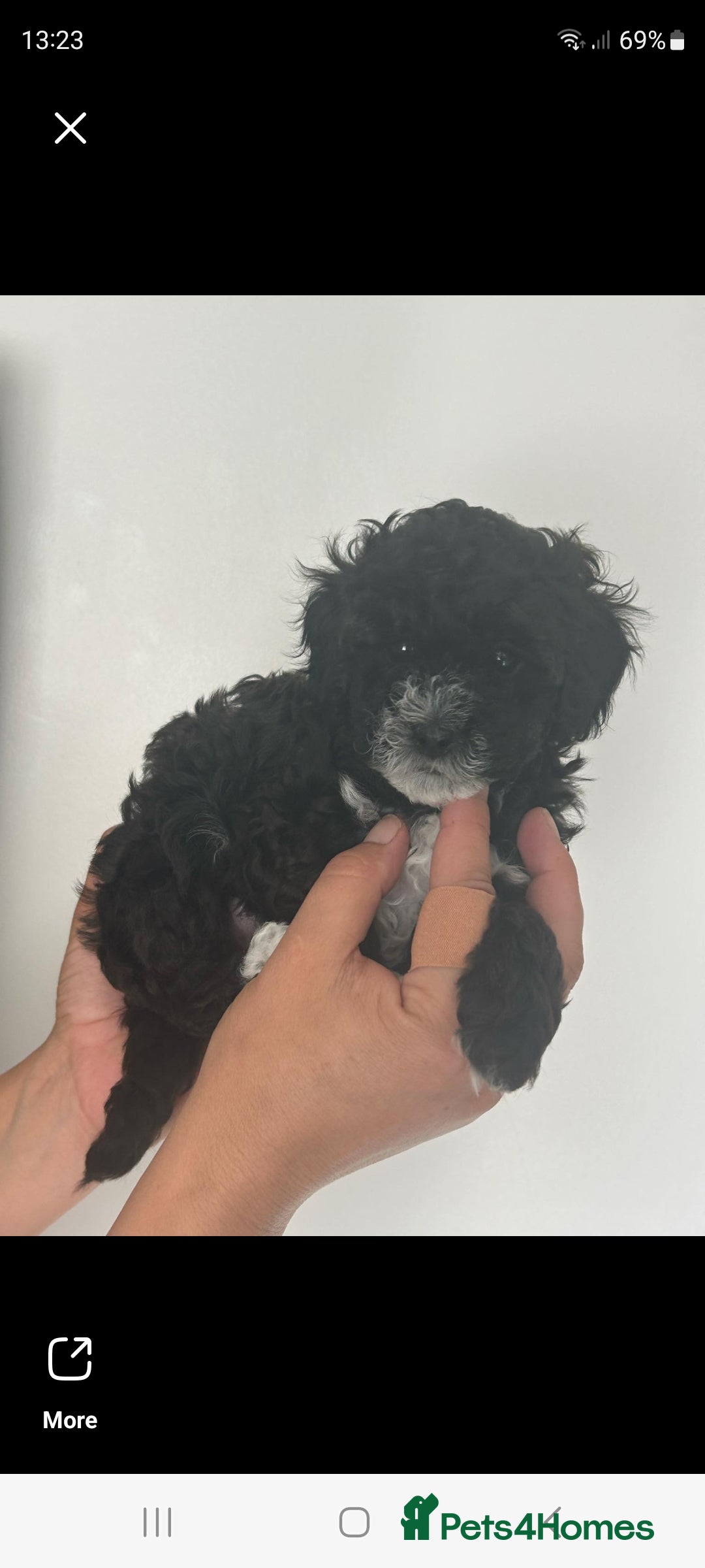 Maltipoo dogs for sale: Toy f1b maltipoos dna clear. - Image 9