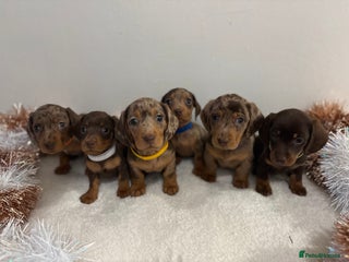 Miniature Dachshund dogs Miniature Dachshund Pups - Advert 1
