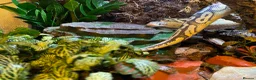 Python Snake reptiles for sale: Bamboo Orange dream male  - Advert 5