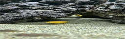 Cichlids fish for sale: Yellow lab cichlids mbuna Kenya and red shoulder  - Advert 4