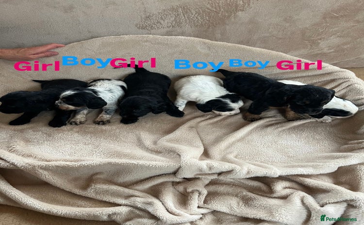 Cocker Spaniel dogs - Advert 13