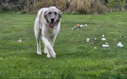 Mixed Breed dogs for adoption: Perfect PICKLE - Image 9
