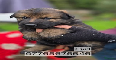 German Shepherd dogs - Advert 8