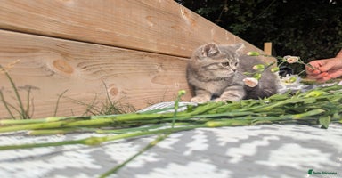 British Shorthair cats - Advert 9