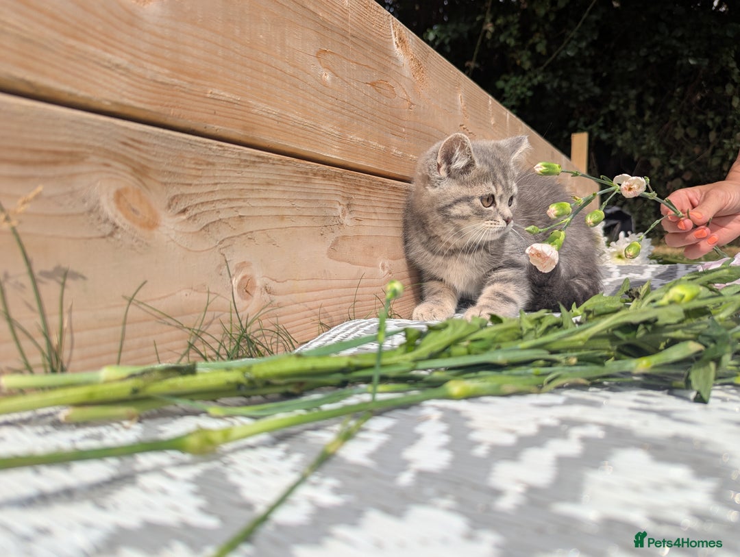 British Shorthair cats for sale: GORGEOUS BRITISH SHORTHAIR KITTENS – BLUE-SPOTTED - Image 2