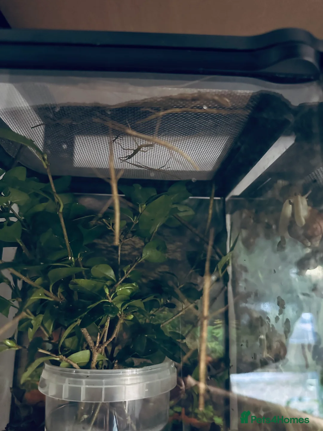 Stick Insects invertebrates for sale: Indian Stick Insects  - Advert 4