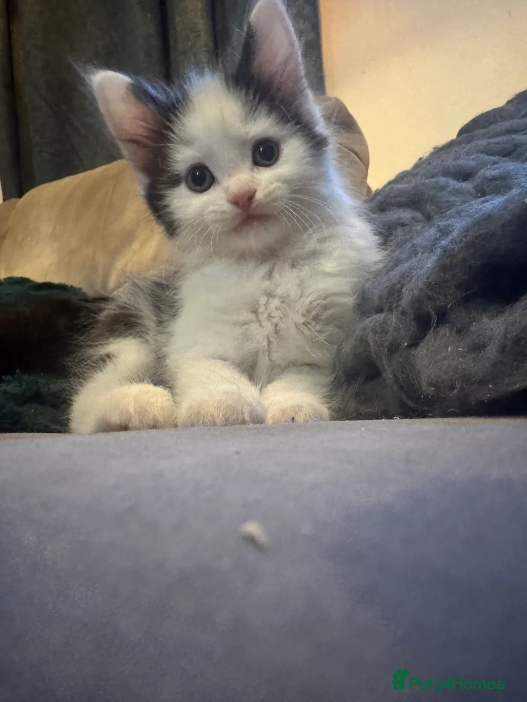 Mixed Breed cats for sale: Beautiful Maine Coon mix domestic cat kittens ❤️ - Advert 2