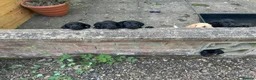 Labrador Retriever dogs for sale: Purebred Black Labrador Puppies  in Diss - Advert 5