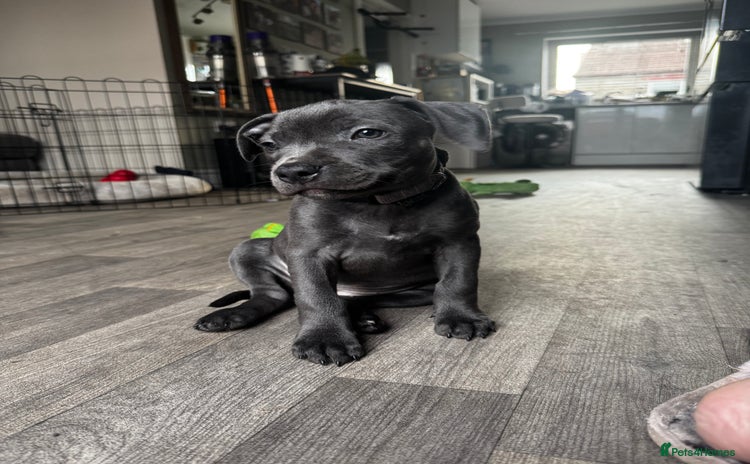 Staffordshire Bull Terrier dogs in Bristol - Advert 1