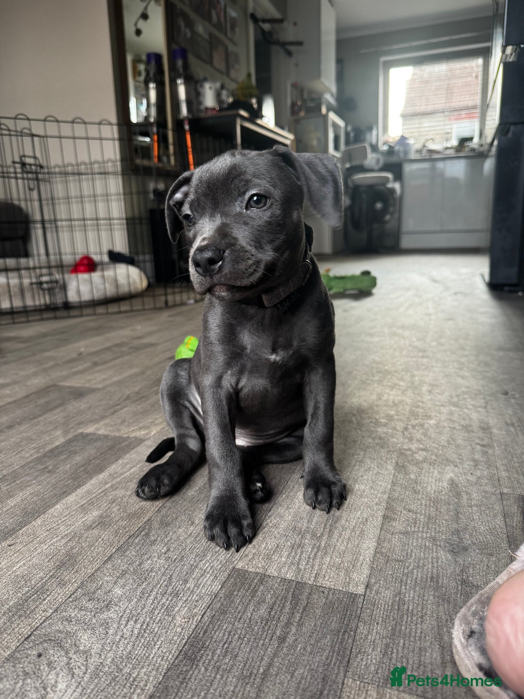 Staffordshire Bull Terrier dogs for sale: Blue Staffordshire terrier puppies/ 1 girl left  in Bristol - Image 1