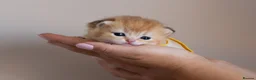 British Shorthair cats for sale: Golden Blue and Golden BSH kittens - Advert 14