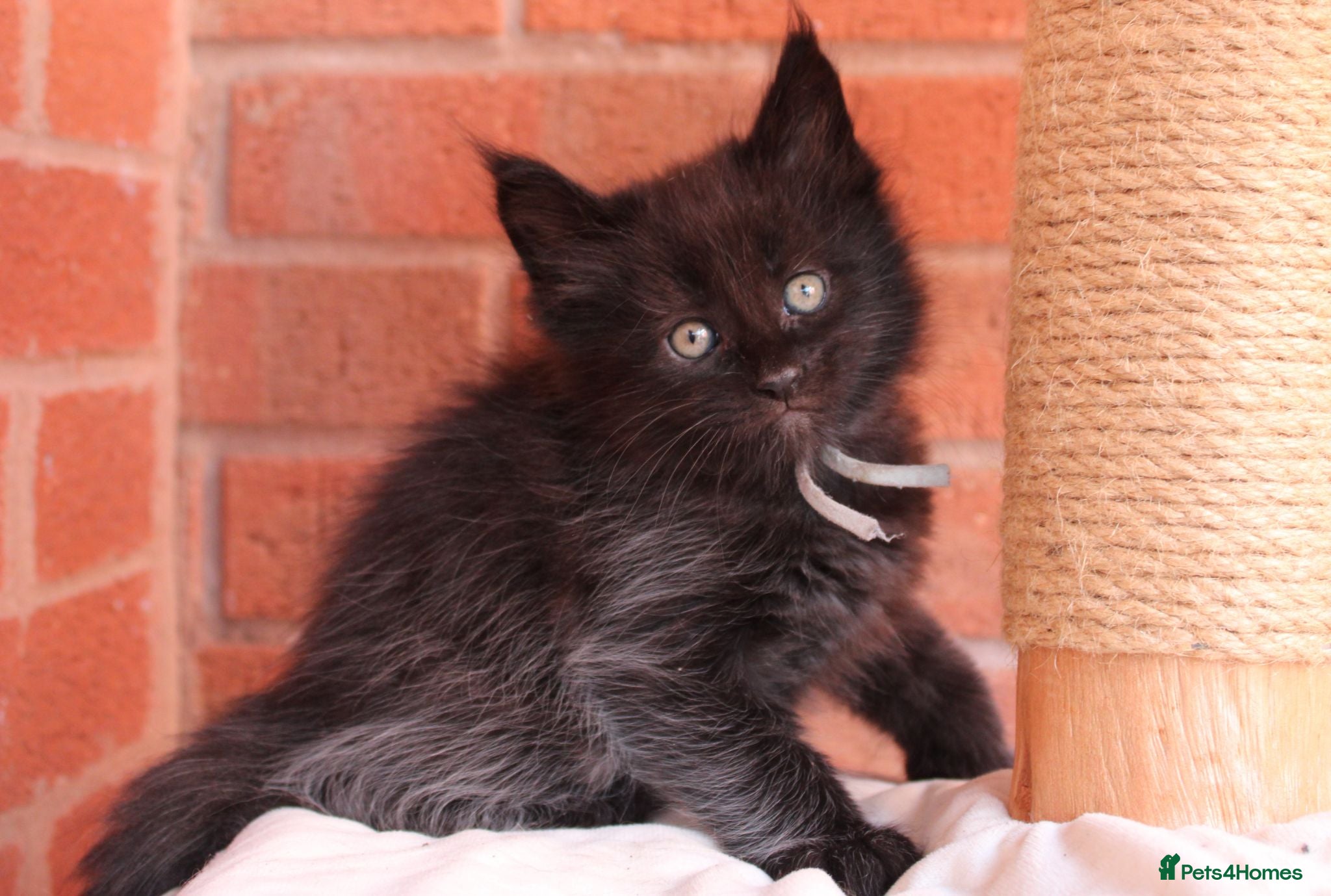 Maine Coon cats 🔥Gorgeous Maine Coons Available🔥 - Advert 2