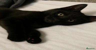 European cats - Advert 14