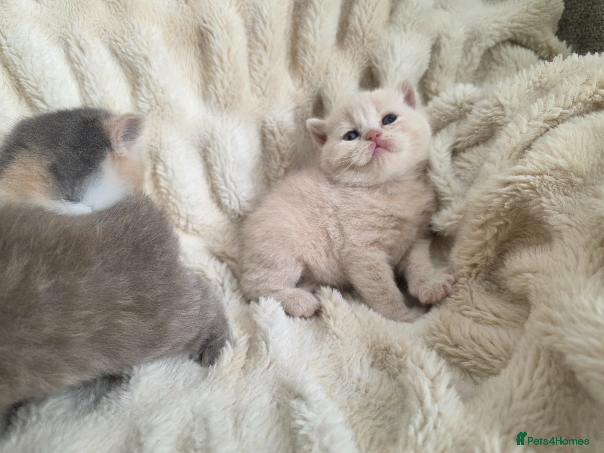 British Shorthair cats for sale: Beautiful champion GCCF British Shorthair Kittens  - Advert 17