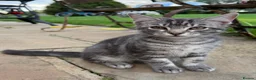 Mixed Breed cats for sale: Beautiful Friendly Kittens - Advert 7