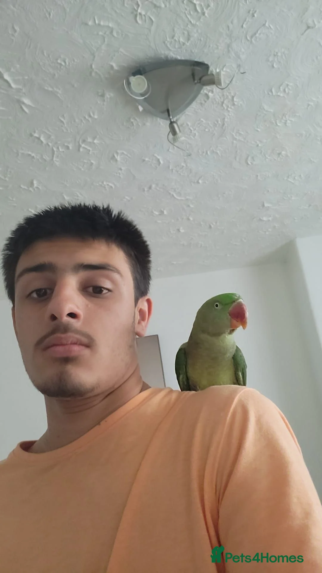 Parrots birds for sale: Alexandrian female parrot  in Bolton - Advert 4