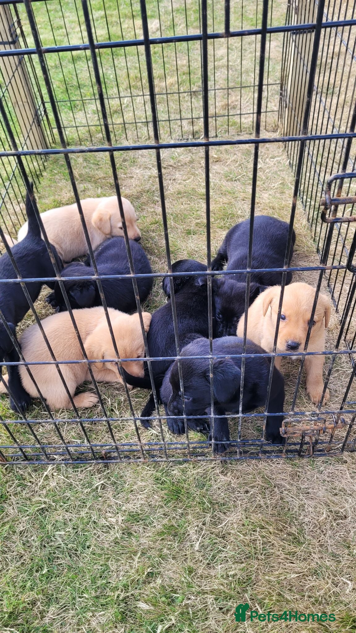 Labrador Retriever dogs Labrador puppies looking new homes 🐾 - Advert 7