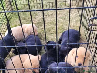 Labrador Retriever dogs Labrador puppies looking new homes 🐾 - Advert 1