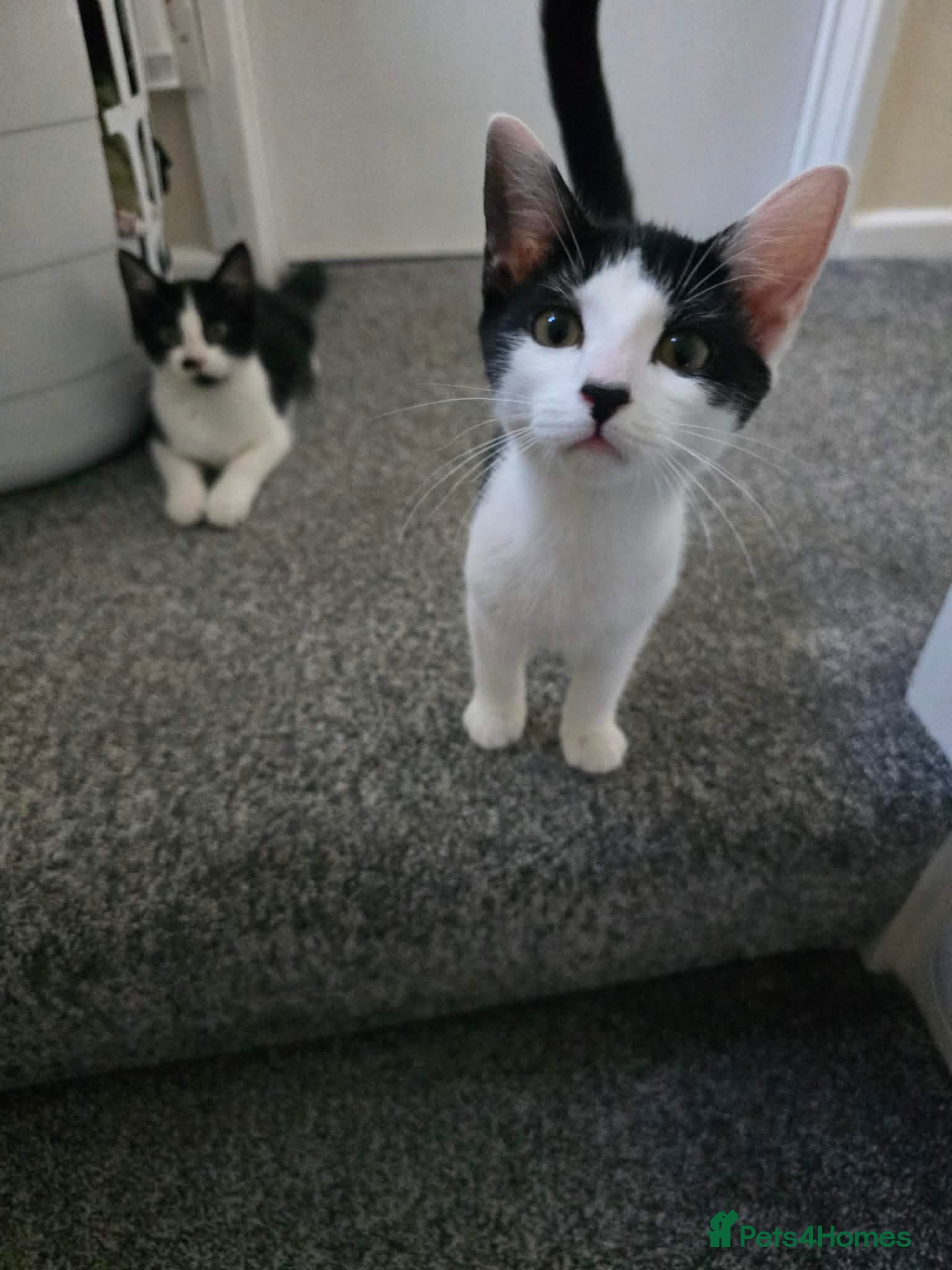 Mixed Breed cats Two kittena for sale as a pair to good homes! - Advert 1