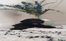 Australian Labradoodle dogs for sale: 2 GIRLS ONLY - Australian Labradoodle puppies - Image 40