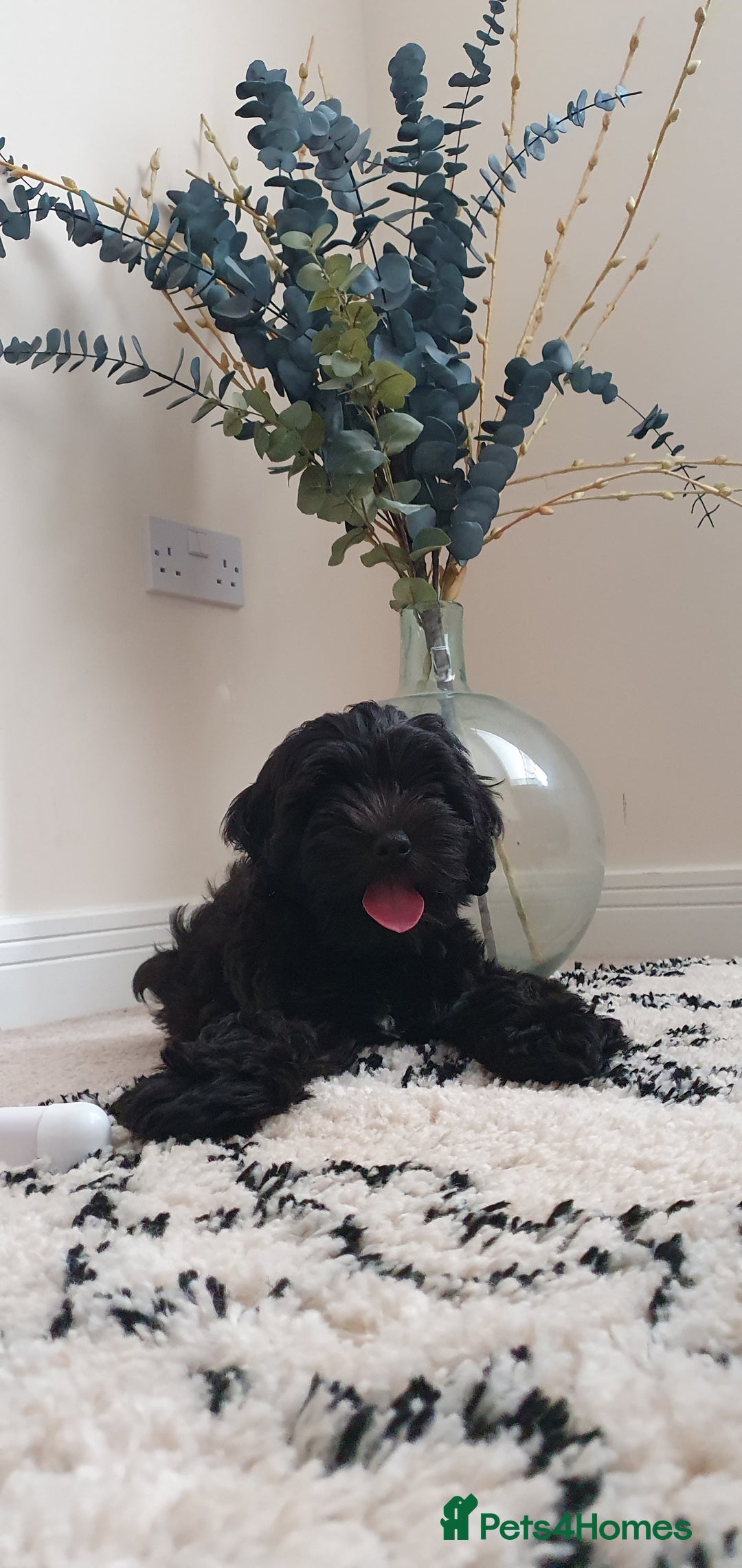 Australian Labradoodle dogs for sale: 2 GIRLS ONLY - Australian Labradoodle puppies - Image 40
