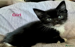 Ragdoll cats for sale: X Ragdoll kittens - Image 6