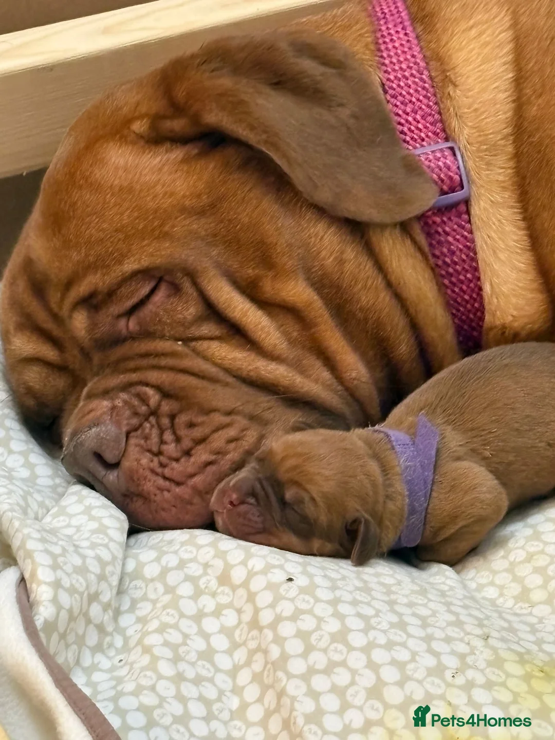 Dogue De Bordeaux dogs for sale: Outstanding Dogue de Bordeaux girls in Burnley - Advert 8