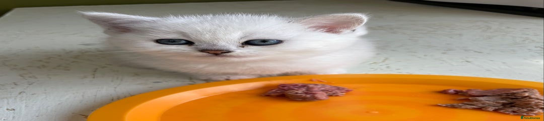 British Shorthair Kitten 3