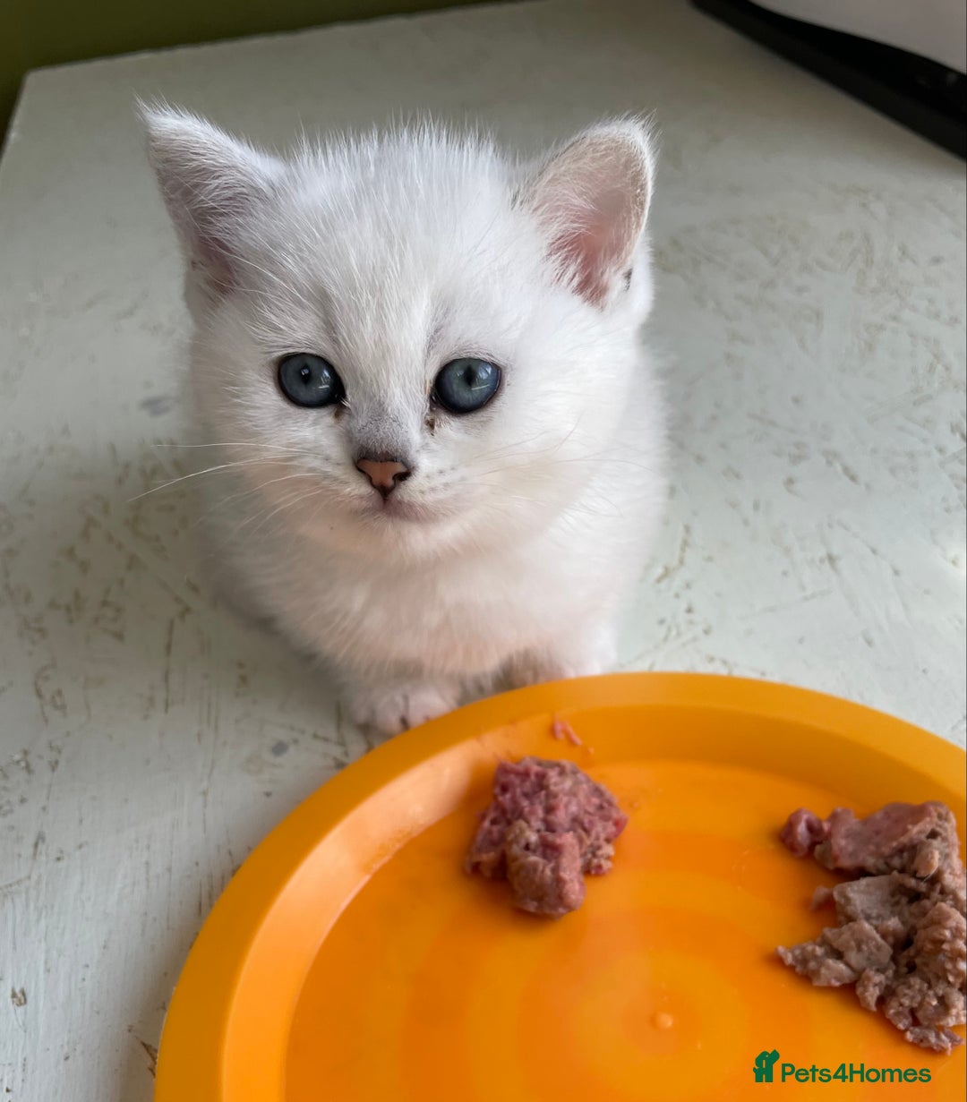 British Shorthair cats for sale: BSH Black Tipped GCCF Reg Kittens - Image 11
